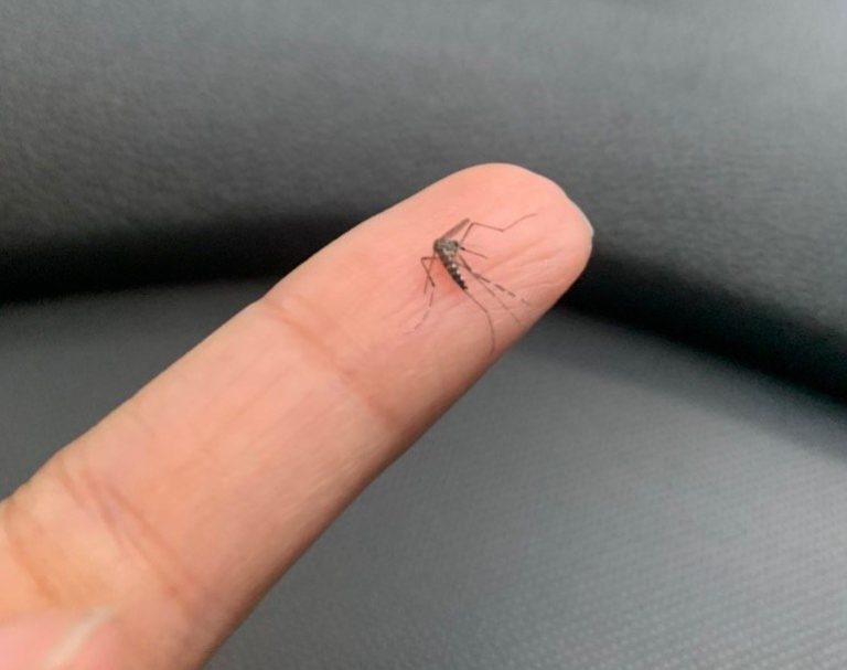 Casos de Dengue desaceleram em Jaguariaíva, mas número total já ultrapassa 600 Casos de Dengue desaceleram em Jaguariaíva, mas número total já ultrapassa 600